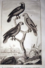 Oiseaux buffon gravure d'occasion  Hénin-Beaumont
