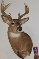 Whitetail deer head for sale  Brandon