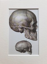 Mounted vintage anatomy for sale  NORWICH