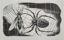 garden spider for sale  OSWESTRY