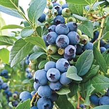 Neal blueberry starter for sale  Howey in the Hills