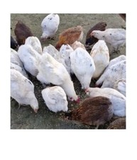 Araucana bruteier stück gebraucht kaufen  Brühl