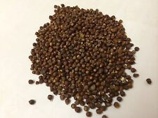 Grains paradise gourmet for sale  HEREFORD