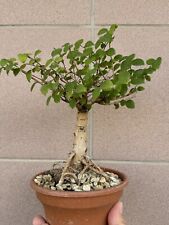 Olmo campestre bonsai usato  Italia