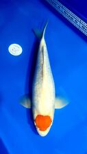 tancho koi for sale  DONCASTER