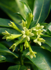 Live night blooming for sale  Hudson