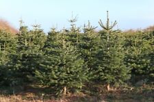 Samen nordmanntanne abies gebraucht kaufen  Frammersbach