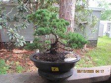 Specimen bonsai tree for sale  Gainesville