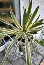Yucca palme gloriosa gebraucht kaufen  Wedemark