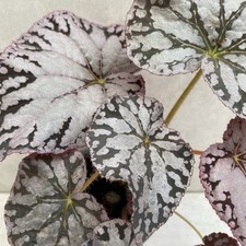 Begonia rex chayo for sale  LIVERPOOL