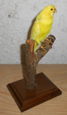 Ancienne taxidermie oiseau d'occasion  France