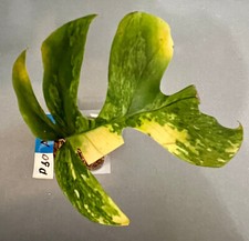 Rhaphidophora tetrasperma aure gebraucht kaufen  Köln