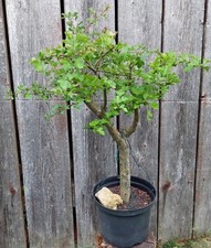 Bonsai weißdorn rohling gebraucht kaufen  Bad Griesbach i.Rottal