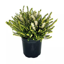 2.5 qt. mediterranean for sale  Casper