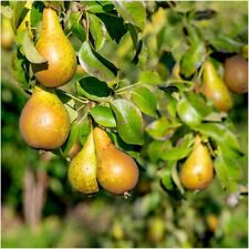 Conference pear tree for sale  NEWTOWNARDS