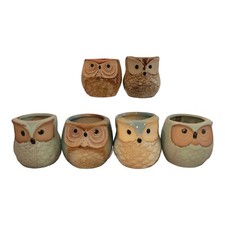Miniature owl succulent for sale  North Canton