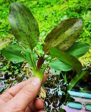 Echinodorus ozelot red for sale  SCUNTHORPE