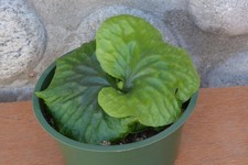 Rare platycerium madagascarien for sale  Roseburg