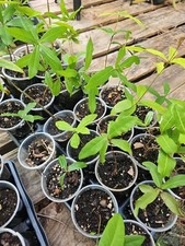 Rooted florida live for sale  Englewood