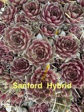 Sanford hybrid live for sale  Portsmouth