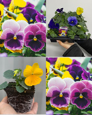 Pack pansies garden for sale  OLDHAM