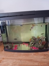 Fish tank fish for sale  TELFORD