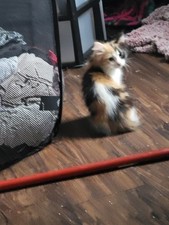 kittens ready for sale kittens ready for sale Commerce City