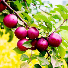 Spartan apple tree for sale  NEWTOWNARDS