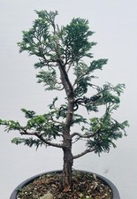 hinoki cypress trees for sale hinoki cypress trees for sale Malvern