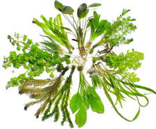 Live aquarium plants for sale  Garland