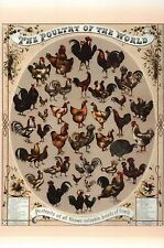 Poultry 1868 breeds for sale  Chesapeake