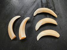 Denti zanne cinghiale usato  Piombino