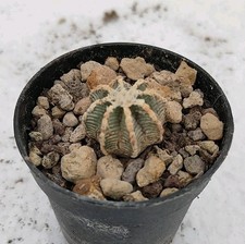 Aztekium hintonii pøt usato  Lecce