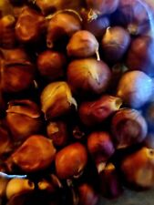 Knoblauch samen knoblauch gebraucht kaufen  Höhn