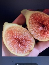 Paradiso fig tree for sale  READING
