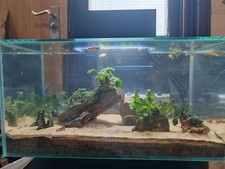 Fluval edge fish for sale  NOTTINGHAM