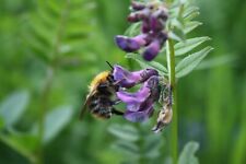 Wild flower butterfly for sale  NEWCASTLE UPON TYNE