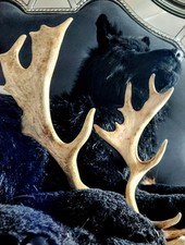 Follow deer sheds for sale  Kyle