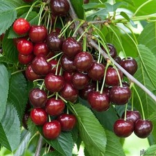 kunstliches obst gebraucht kaufen kunstliches obst gebraucht kaufen Lastrup