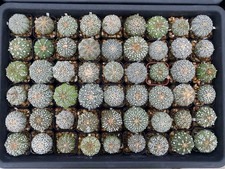 Astrophytum asterias super d'occasion  Expédié en Belgium
