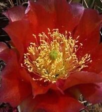 Cold hardy opuntia for sale  El Reno