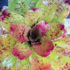 Neoregelia big blue for sale  USA