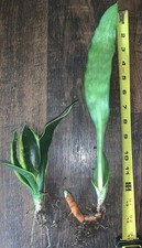 Different kinds sansevieria for sale  Thornville