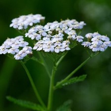 Achillea millefolium white for sale  TRURO