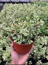 Portucalaria affra variegated for sale  Garden Grove