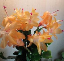 Christmas cactus single for sale  BIRMINGHAM