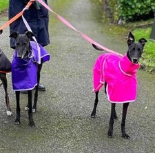 Waterproof dog rain for sale  BRIDGEND