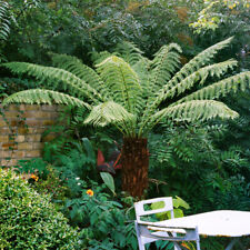 Tree fern log for sale  PETERBOROUGH