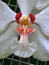 Vanda species barnesii for sale  Shipping to Ireland