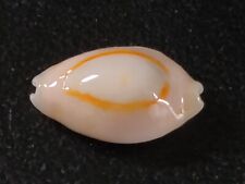Conchiglia cypraea annulus usato  Piombino